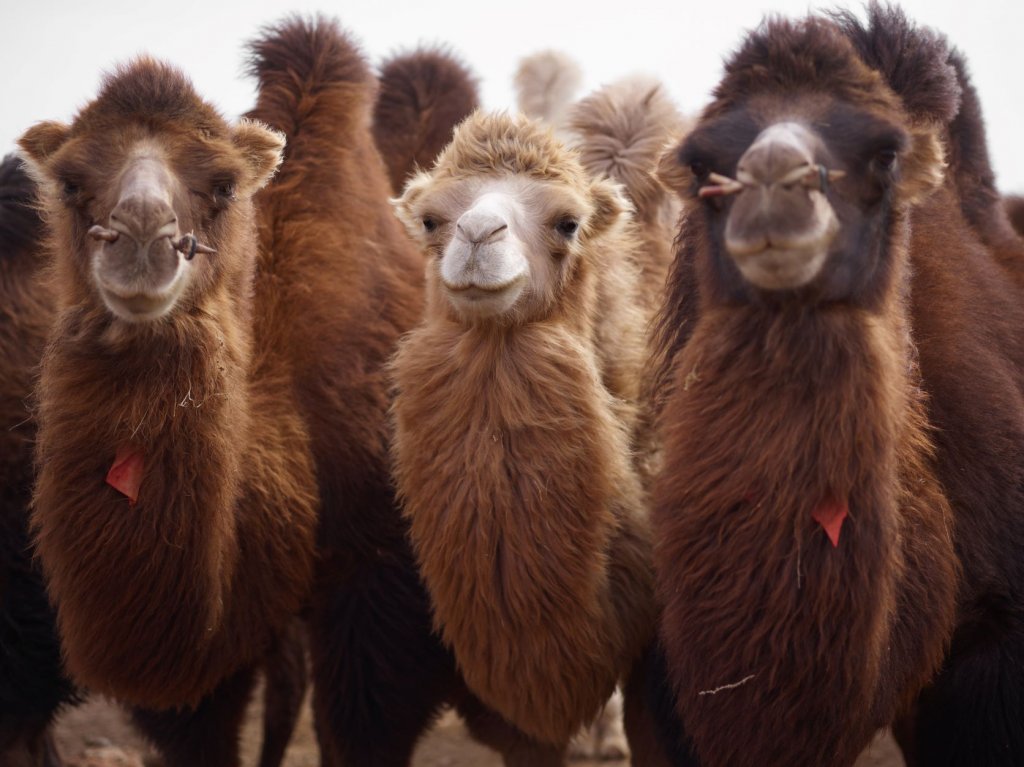 Camel, o culoare sinonimă cu candoarea